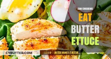 Can Chickens Eat Butter Lettuce? A Guide to Safe Feeding Practices