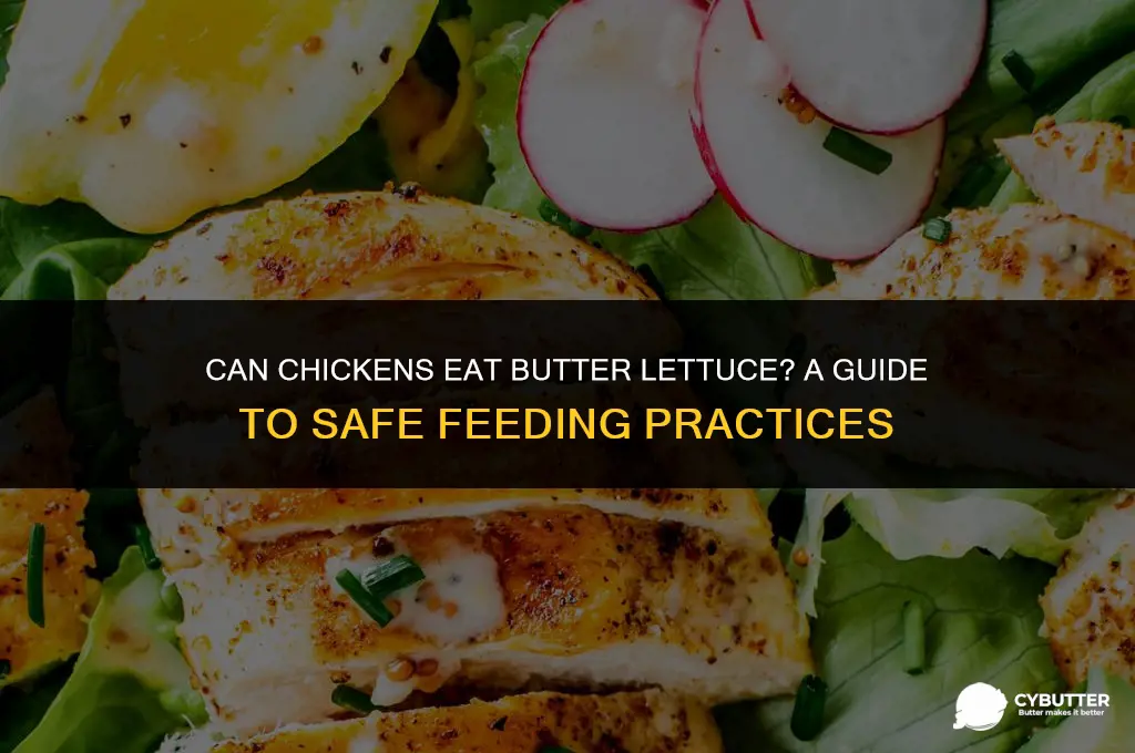 can chickens eat butter ettuce