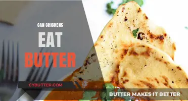 Can Chickens Indulge in Butter? A Surprising Answer