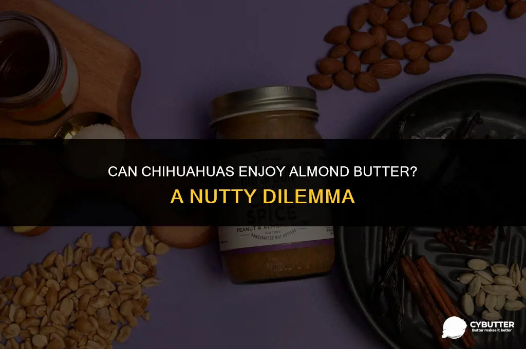 can chihuahuas eat almond butter