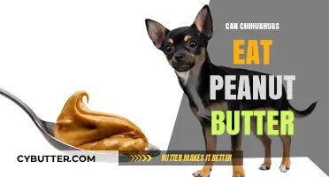 Peanut Butter for Chihuahuas: A Nutritious Treat or a No-No?