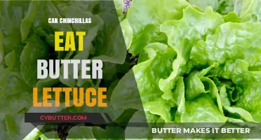Can Chinchillas Munch on Butter Lettuce? A Nutritional Guide