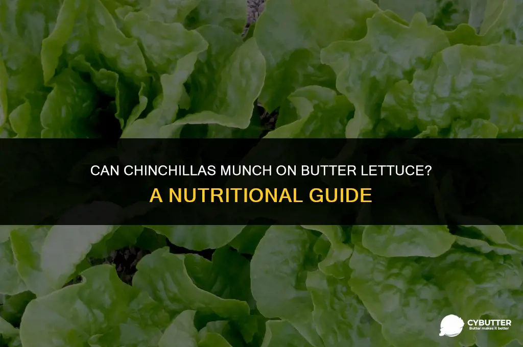 can chinchillas eat butter lettuce