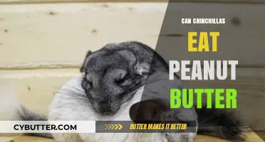 Peanut Butter for Chinchillas: A Nutritious Treat or a No-Go?