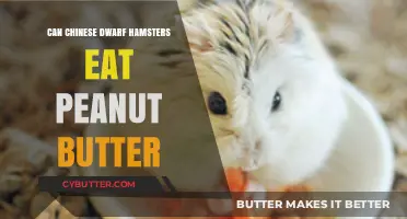 Peanut Butter: A Safe Treat for Chinese Dwarf Hamsters?