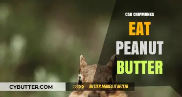 Can Chipmunks Eat Peanut Butter? A Nutty Dilemma Explored