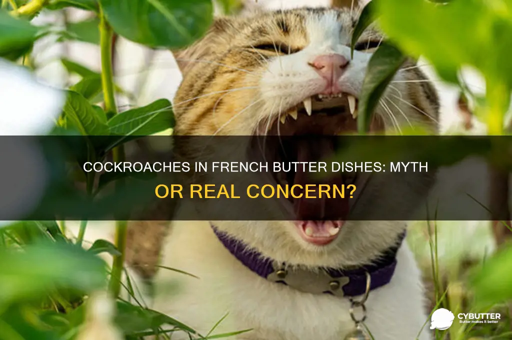 can cockroaches get into a french butter dish
