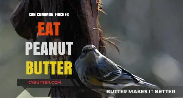 Peanut Butter Delights: A Nutritious Treat for Common Finches?