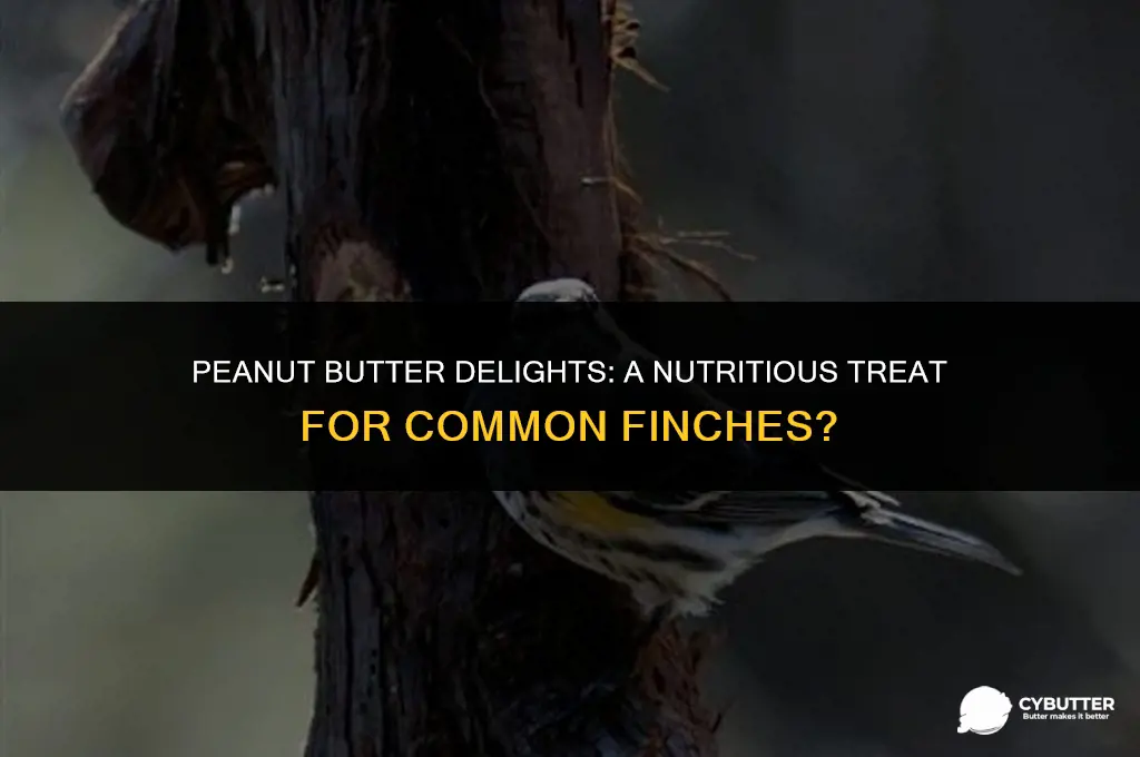 can common finches eat peanut butter
