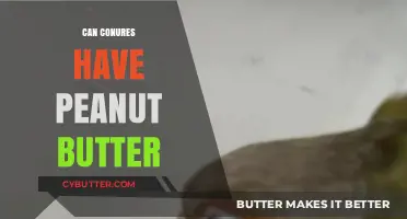 Peanut Butter for Conures: A Nutritious Treat or a No-No?