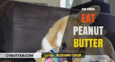 Peanut Butter for Corgis: A Tasty Treat or a No-No?