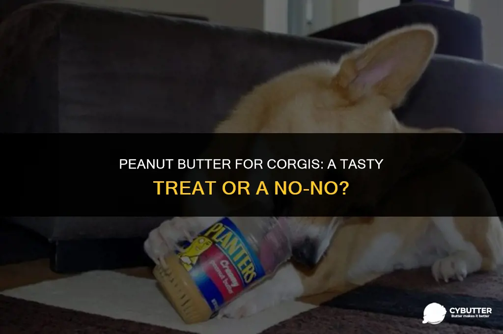 can corgis eat peanut butter