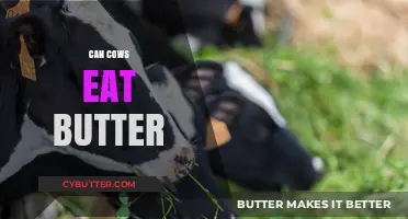 Butter Up Your Knowledge: Can Cows Really Eat Butter?