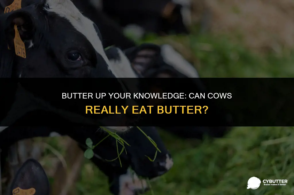 can cows eat butter