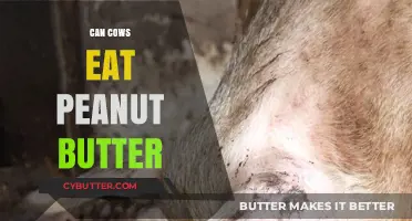 Peanut Butter for Cows: A Nutty Idea or a Tasty Treat?