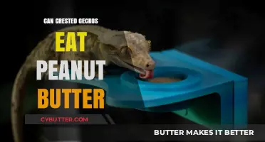 Peanut Butter for Crested Geckos: A Nutritious Treat or Not?