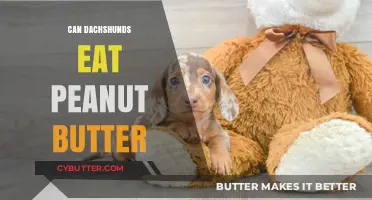 Peanut Butter for Dachshunds: A Tasty Treat or Health Hazard?
