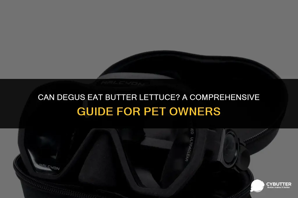 can degus eat butter lettuce