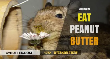 Peanut Butter for Degus: A Nutritious Treat or a Health Hazard?