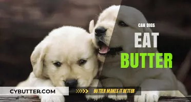 Can Dogs Eat Butter? A Comprehensive Guide for Pet Owners