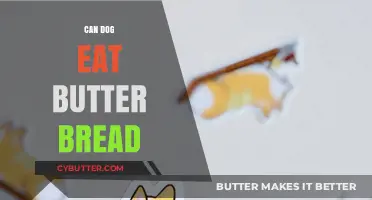 Can Dogs Enjoy Butter Bread? A Tasty Treat or a No-No?