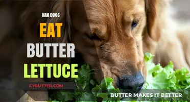 Can Dogs Munch on Butter Lettuce? A Healthy Treat or Not?