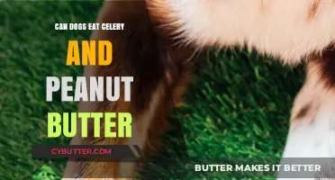 Can Dogs Enjoy Celery and Peanut Butter? A Healthy Treat Guide