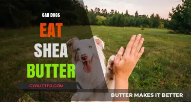 Can Dogs Eat Shea Butter? A Comprehensive Guide for Pet Owners