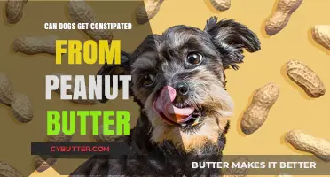 Can Peanut Butter Cause Constipation in Dogs? What Owners Need to Know
