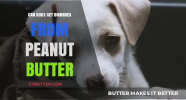 Can Peanut Butter Cause Diarrhea in Dogs? What Pet Owners Should Know