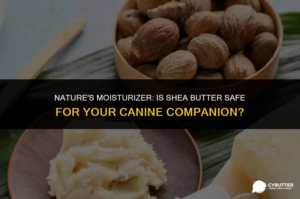 can dogs use shea butter