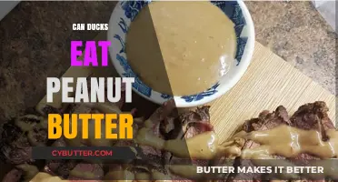 Can Ducks Eat Peanut Butter? A Nutty Inquiry into Avian Diets