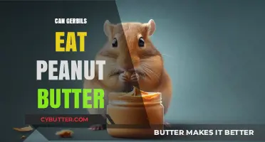 Peanut Butter for Gerbils: A Nutritious Treat or a Hazard?