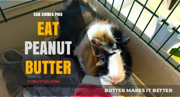 Peanut Butter for Guinea Pigs: A Nutritious Treat or a No-No?