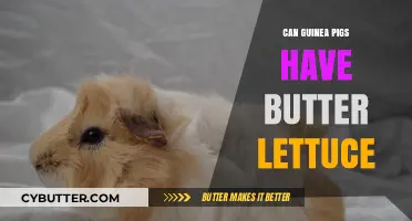 Guinea Pigs and Butter Lettuce: A Healthy Snack Option?