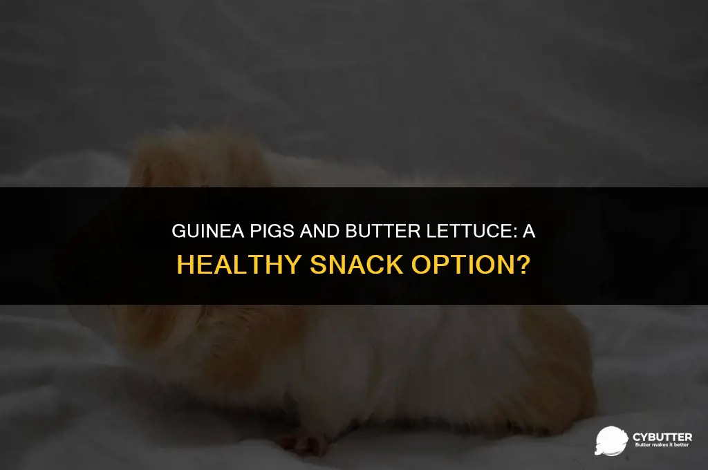 can guinea pigs have butter lettuce