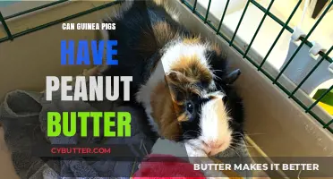 Peanut Butter for Guinea Pigs: A Nutty Treat or a No-No?