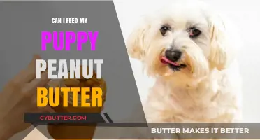 Peanut Butter for Puppies: A Tasty Treat or a No-No?