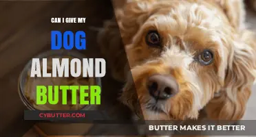 Is Almond Butter Safe for Dogs? A Nutty Dilemma