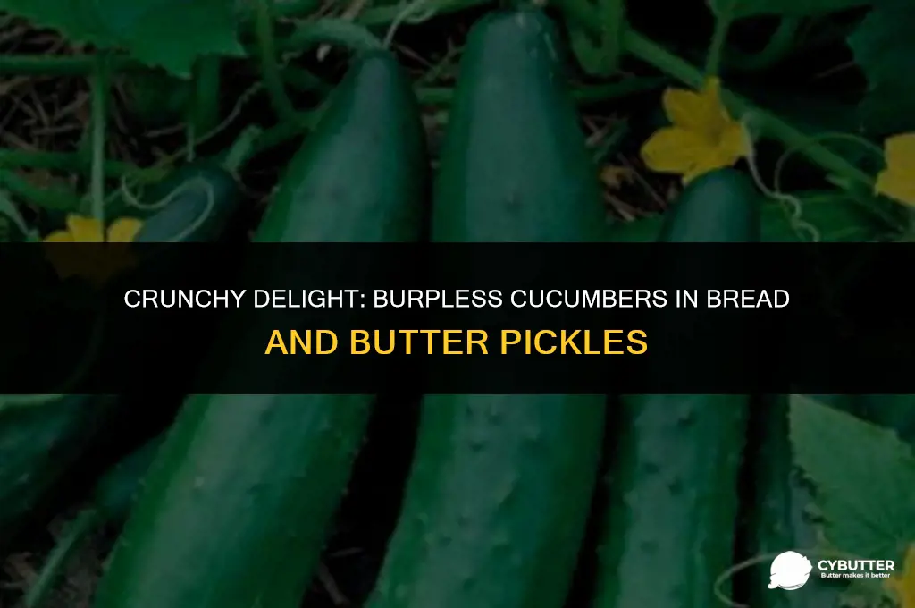 can i use burpless cucumbers for bread and butter pickles
