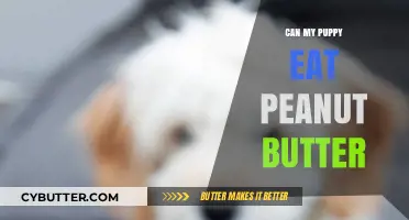 Peanut Butter for Puppies: A Nutritious Treat or a No-No?