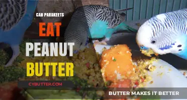 Peanut Butter for Parakeets: A Nutritious Treat or a No-No?