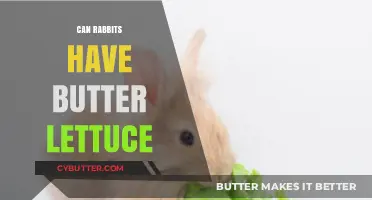 Can Rabbits Munch on Butter Lettuce? A Healthy Treat or Not?