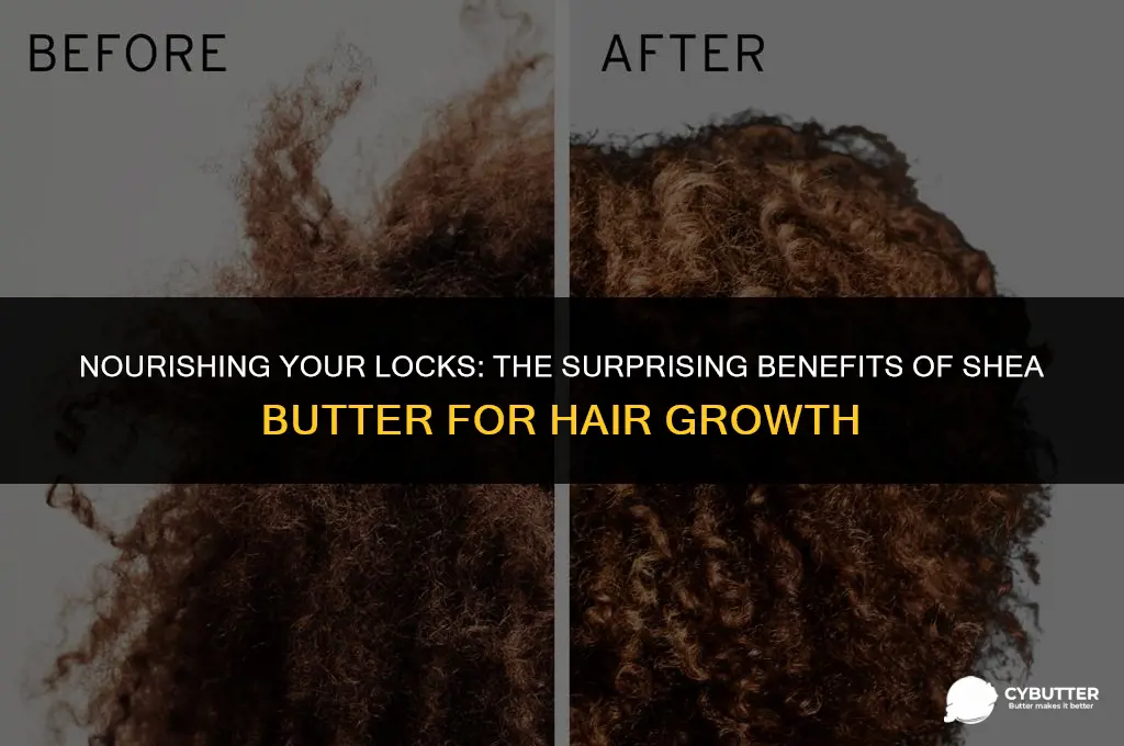 can shea butter help hair growth