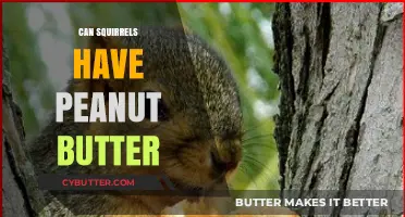 Nutty Delights: Can Squirrels Safely Enjoy Peanut Butter?
