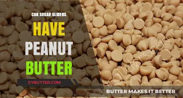Sweet Treats for Sugar Gliders: Is Peanut Butter Safe?