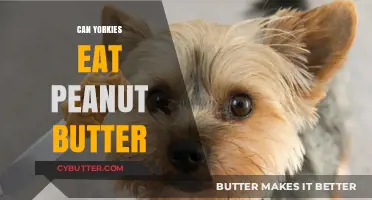 Peanut Butter for Yorkies: A Nutritious Treat or a No-Go?