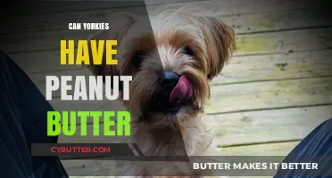 Peanut Butter for Yorkies: A Tasty Treat or Health Hazard?