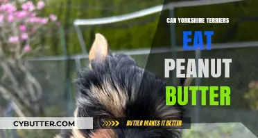 Peanut Butter for Yorkshire Terriers: A Nutritious Treat or Not?