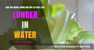 Extending Freshness: How to Keep Butter Lettuce Alive in Water